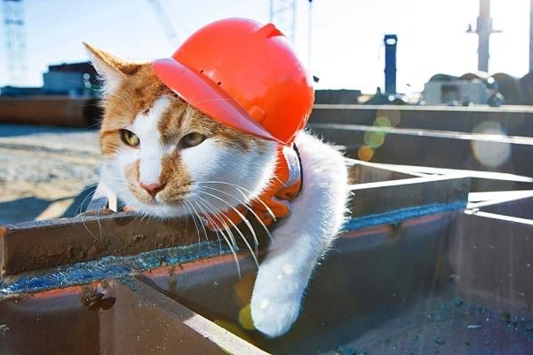 Кот Мостик решил поставить себе памятник